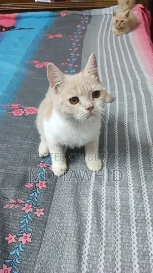 3-6 months Female Purebred Cat