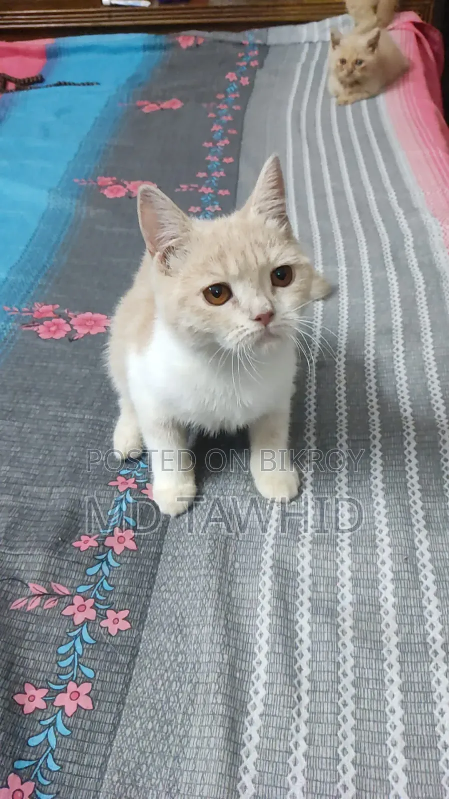 3-6 months Female Purebred Cat