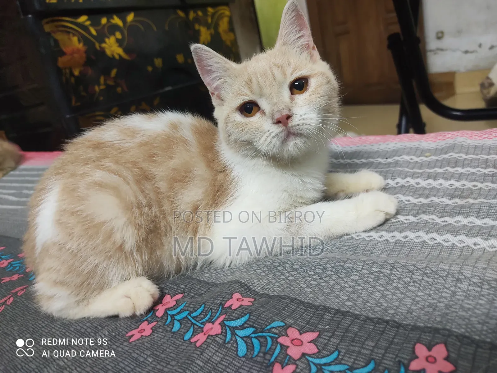 3-6 months Female Purebred Cat