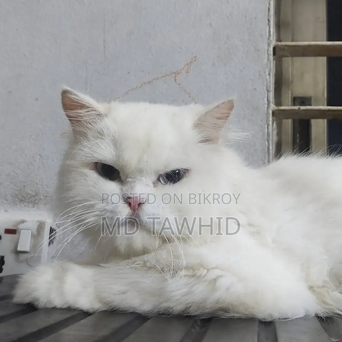 1+ year Female Purebred Persian