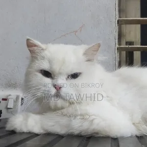 1+ year Female Purebred Persian