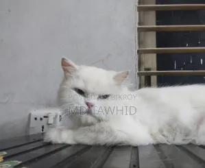 1+ year Female Purebred Persian