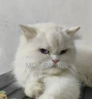 1+ year Female Purebred Persian
