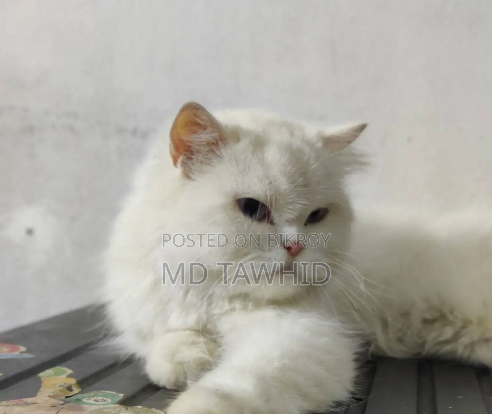 1+ year Female Purebred Persian