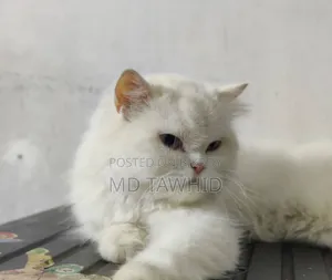 1+ year Female Purebred Persian