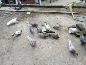 কিছু রানিং কবুতর খাঁচা সহ বিক্রি হবে