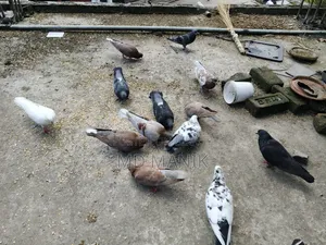 কিছু রানিং কবুতর খাঁচা সহ বিক্রি হবে