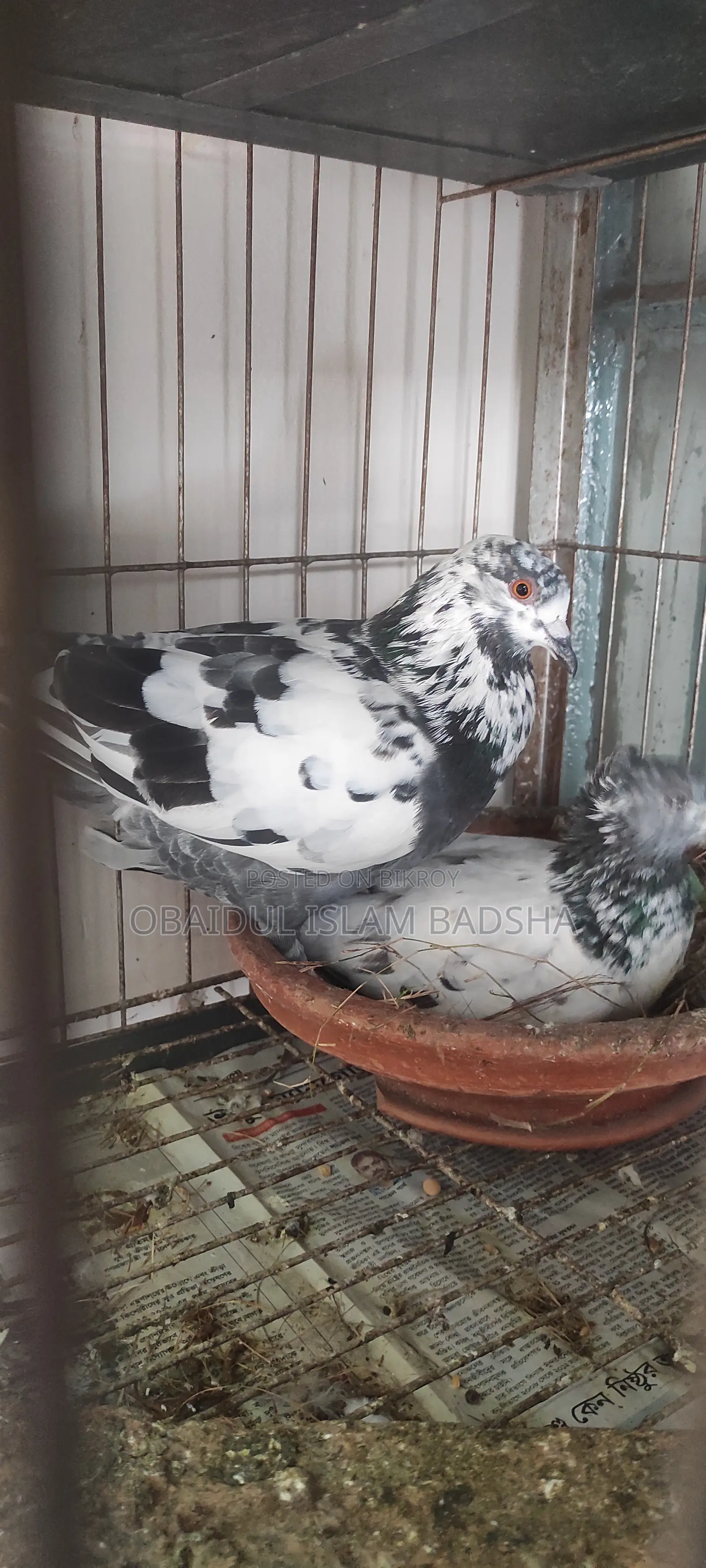 মাস্টার পেয়ার
