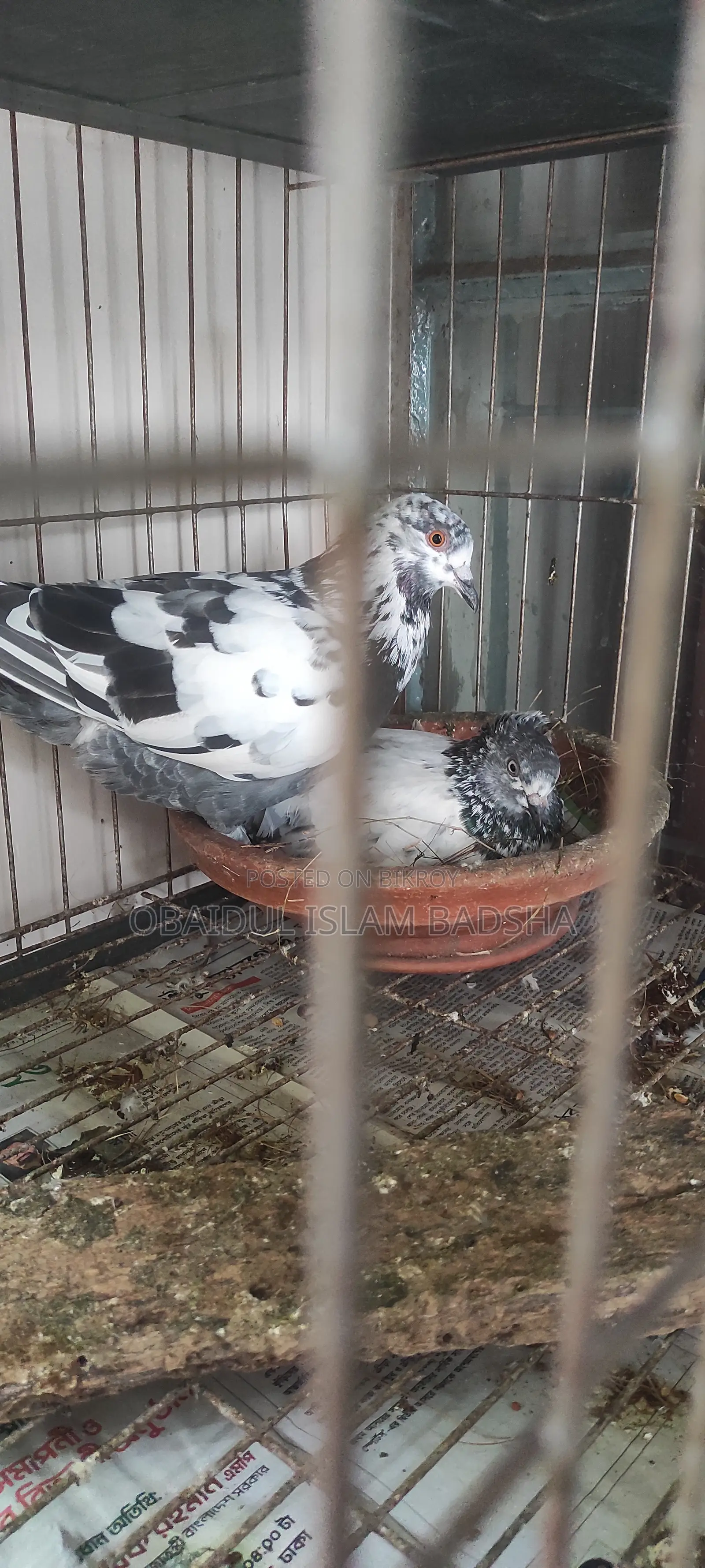 মাস্টার পেয়ার