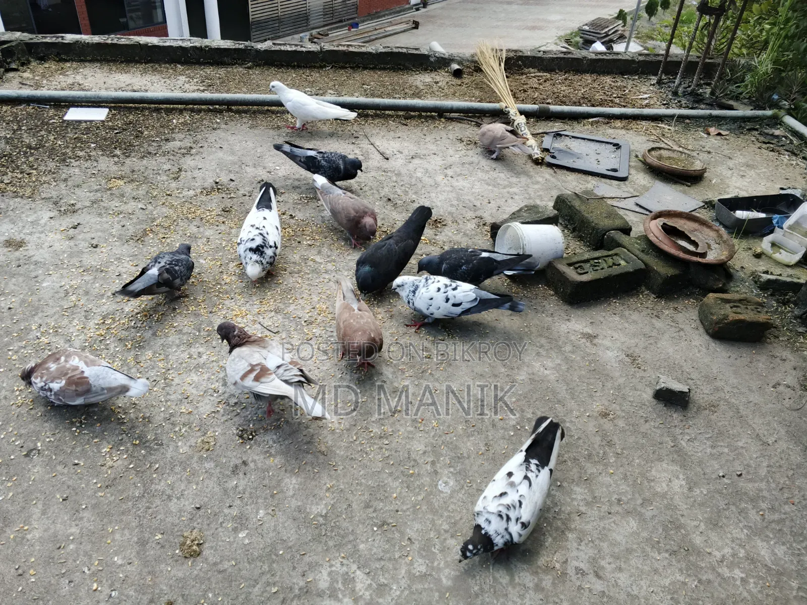 কিছু রানিং কবুতর খাঁচা সহ বিক্রি হবে