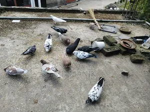 কিছু রানিং কবুতর খাঁচা সহ বিক্রি হবে