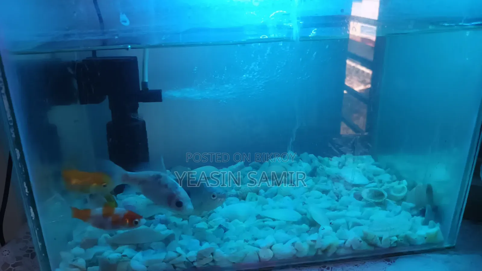 Aquarium অনেক ভালো