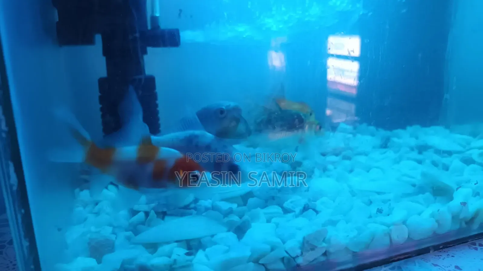 Aquarium অনেক ভালো