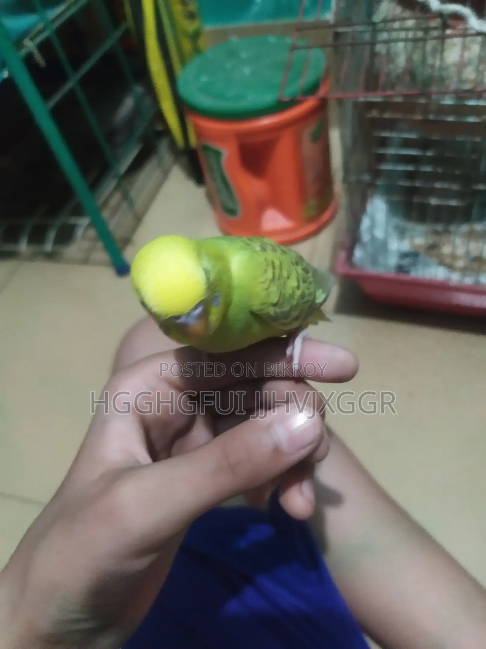 Male Baby Budgie