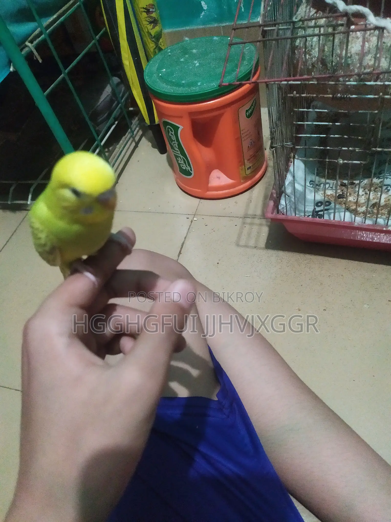 Male Baby Budgie