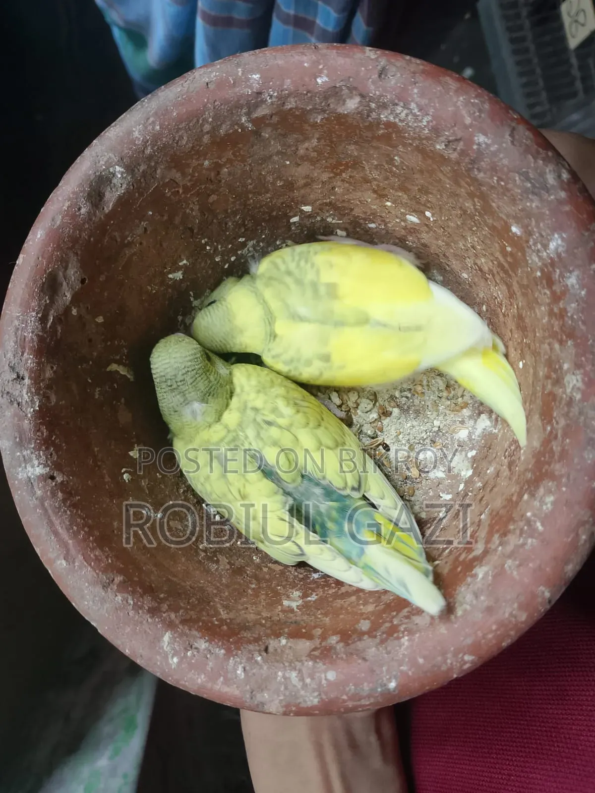 টেন সাইজ বাজরিকা পাখি বিক্রি করা হবে