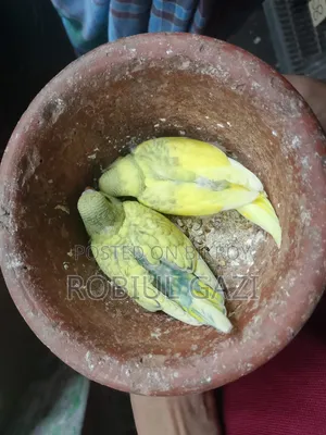 টেন সাইজ বাজরিকা পাখি বিক্রি করা হবে