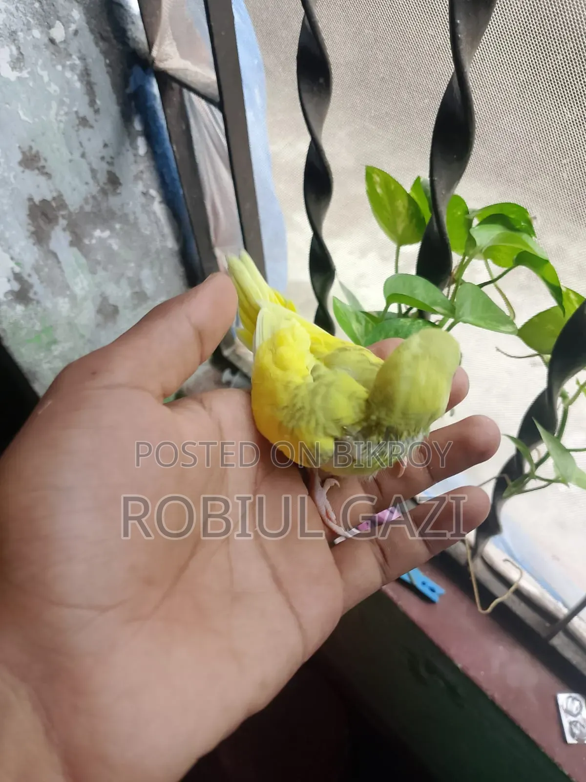 টেন সাইজ বাজরিকা পাখি বিক্রি করা হবে