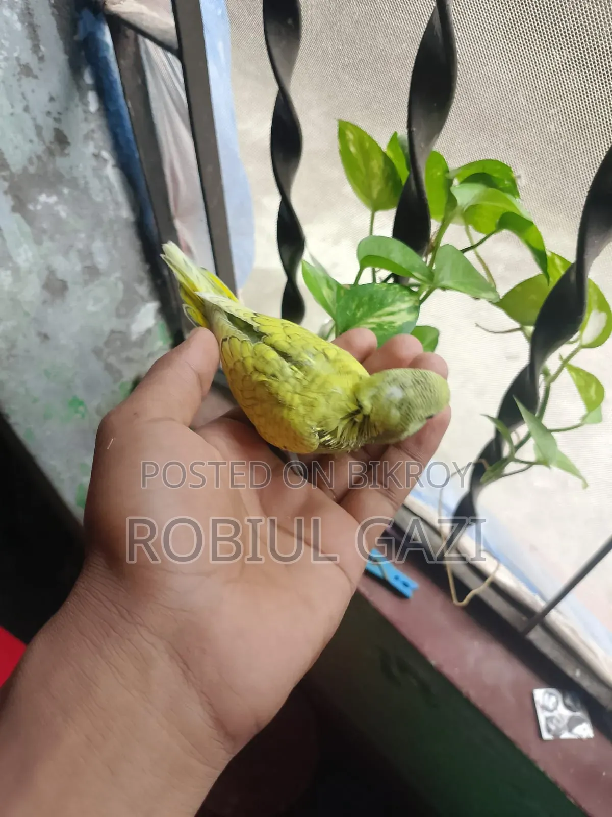 টেন সাইজ বাজরিকা পাখি বিক্রি করা হবে