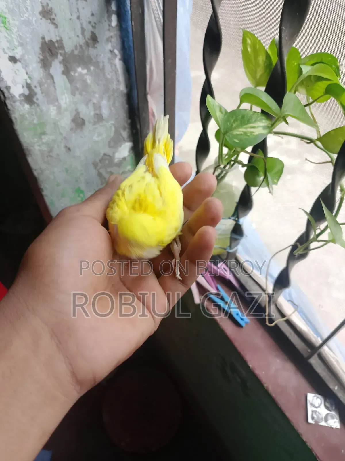 টেন সাইজ বাজরিকা পাখি বিক্রি করা হবে