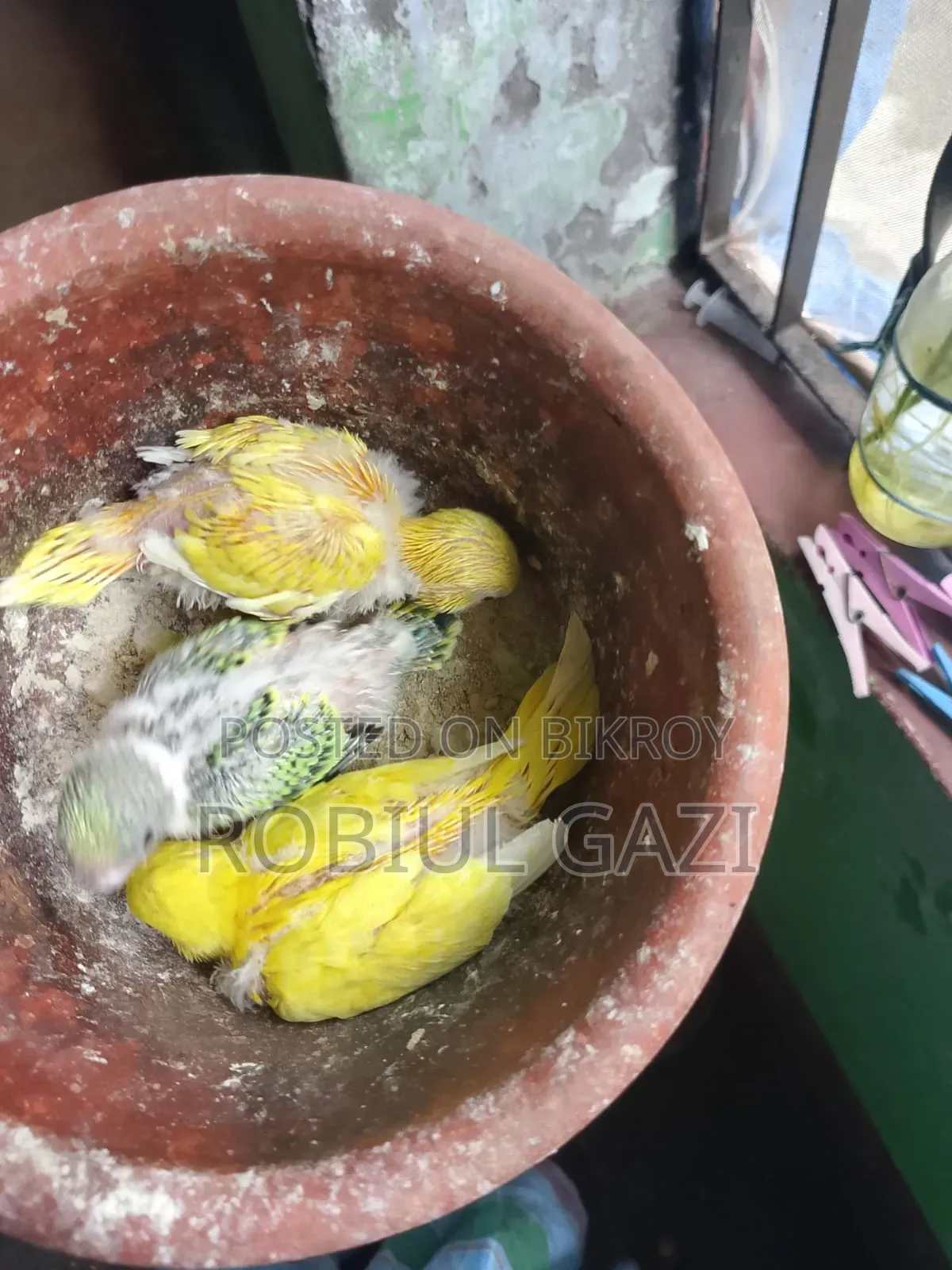 টেন সাইজ বাজরিকা পাখি বিক্রি করা হবে