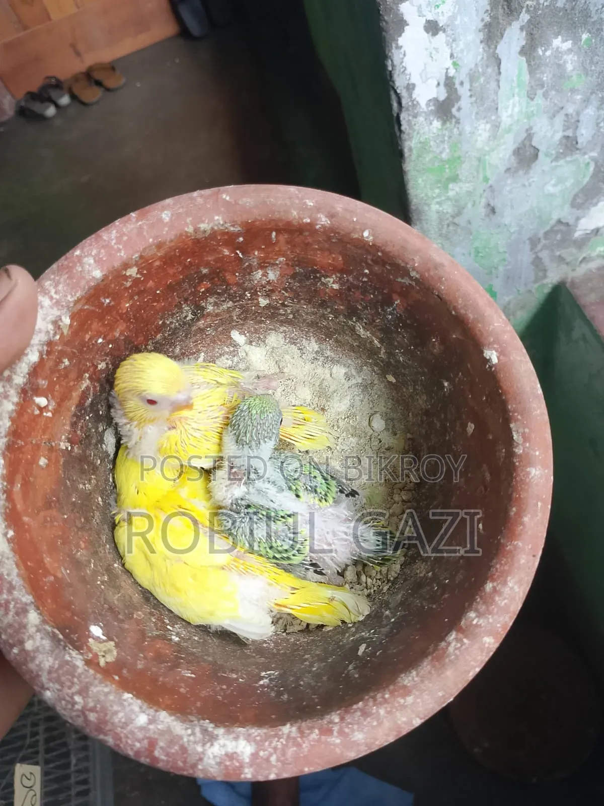 টেন সাইজ বাজরিকা পাখি বিক্রি করা হবে
