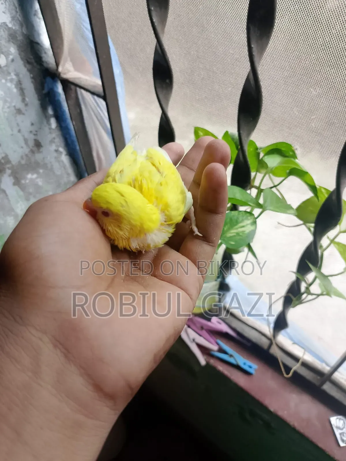 টেন সাইজ বাজরিকা পাখি বিক্রি করা হবে