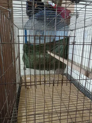 Bird Cage for Sale (24" × 18")