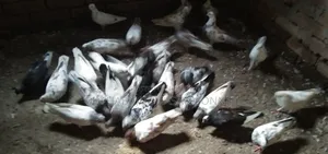 জরুরীভাবে কবুতর বিক্রি করা হবে
