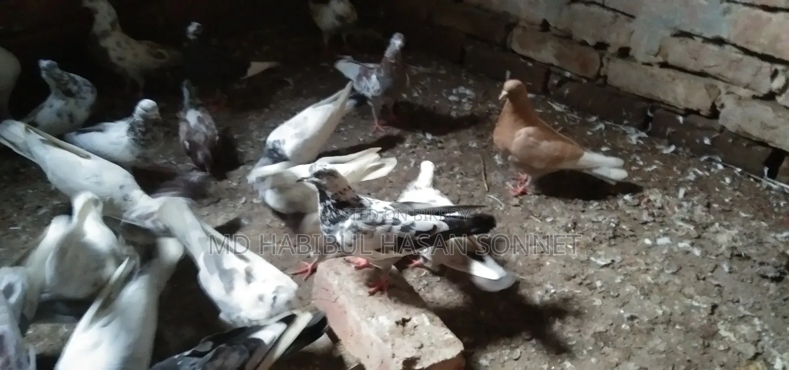 জরুরীভাবে কবুতর বিক্রি করা হবে