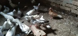 জরুরীভাবে কবুতর বিক্রি করা হবে