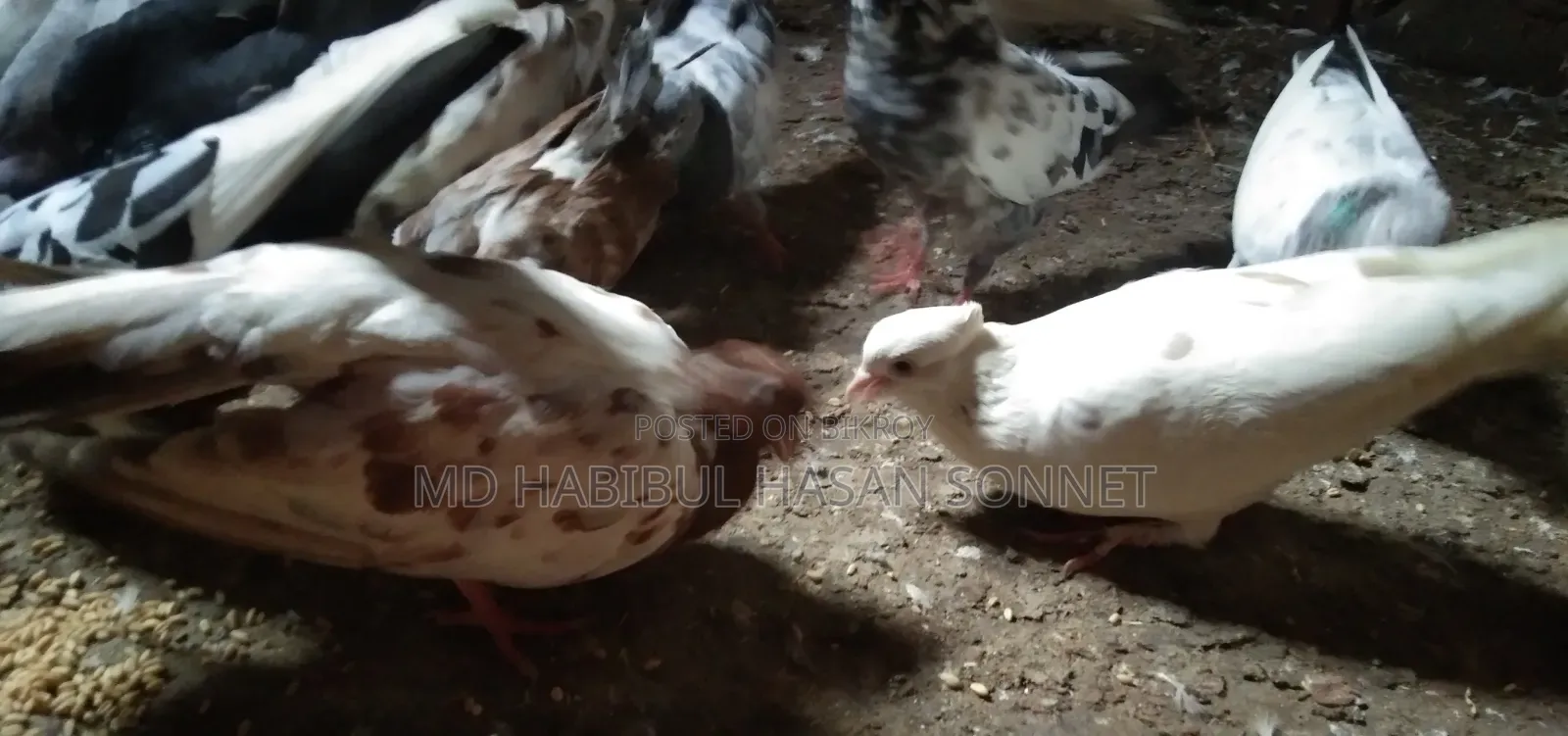জরুরীভাবে কবুতর বিক্রি করা হবে