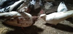 জরুরীভাবে কবুতর বিক্রি করা হবে