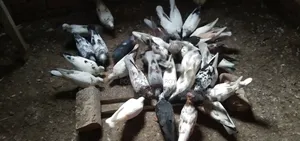 জরুরীভাবে কবুতর বিক্রি করা হবে