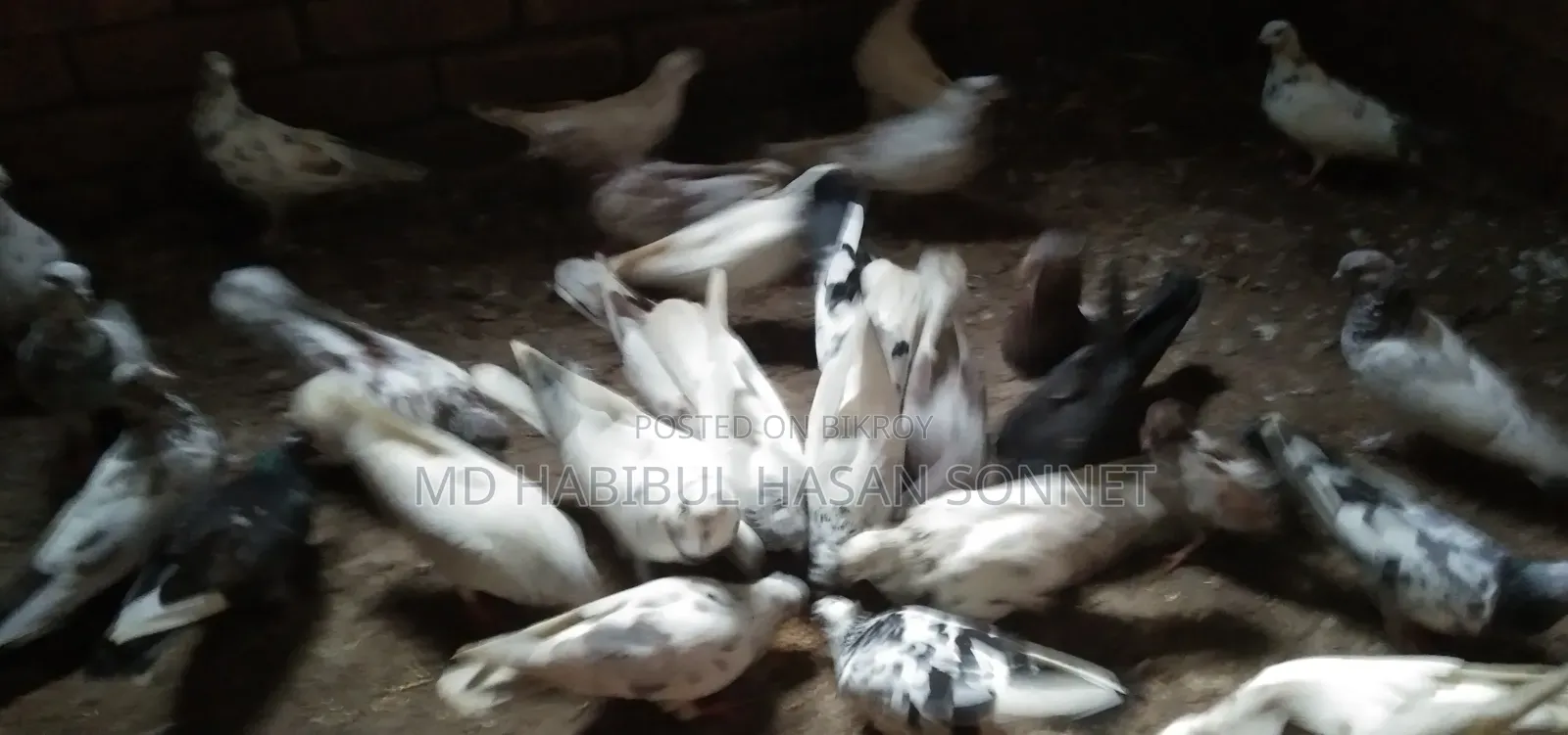 জরুরীভাবে কবুতর বিক্রি করা হবে