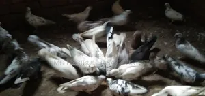 জরুরীভাবে কবুতর বিক্রি করা হবে