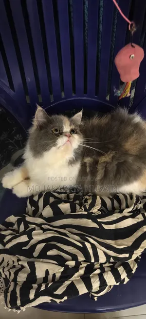 3-6 months Male Purebred Exotic