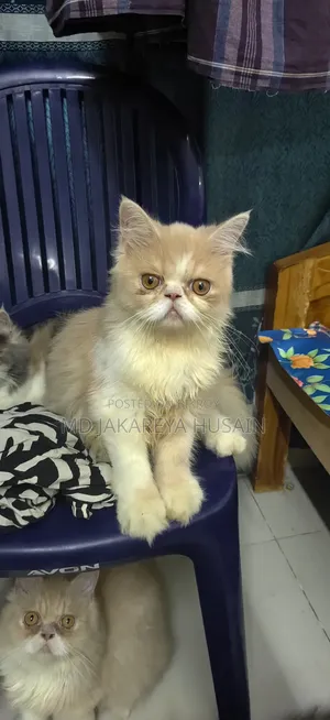 3-6 months Male Purebred Exotic
