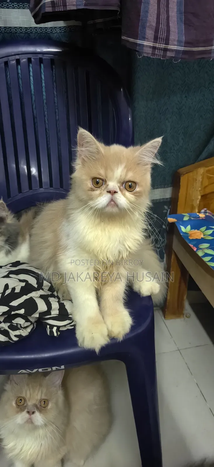 3-6 months Male Purebred Exotic