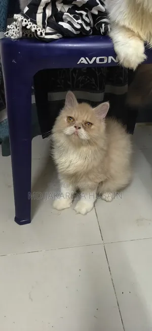 3-6 months Male Purebred Exotic