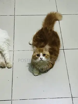 6-12 months Male Purebred Persian