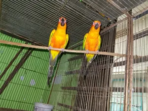 Yellow Dominant Sun Conure Pakhi With DNA Cards