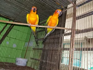 Yellow Dominant Sun Conure Pakhi With DNA Cards