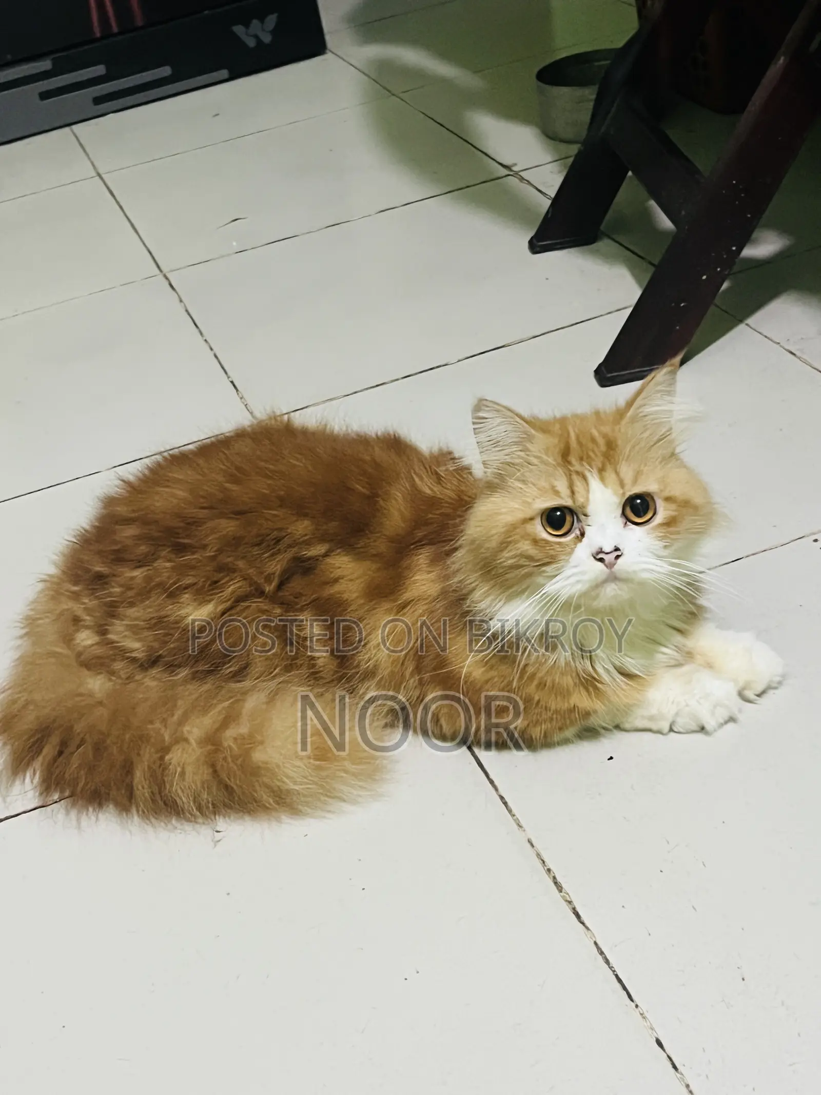 6-12 months Male Purebred Persian