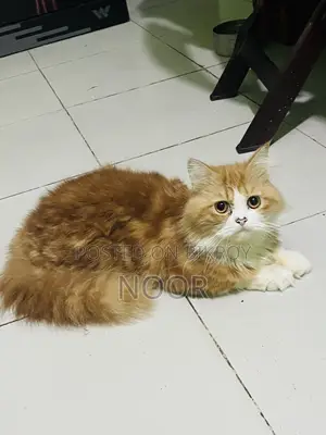 6-12 months Male Purebred Persian