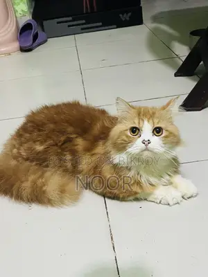 6-12 months Male Purebred Persian