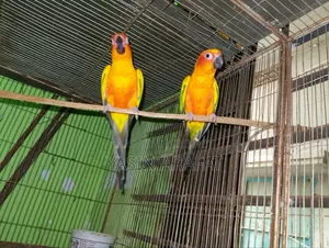 Yellow Dominant Sun Conure Pakhi With DNA Cards