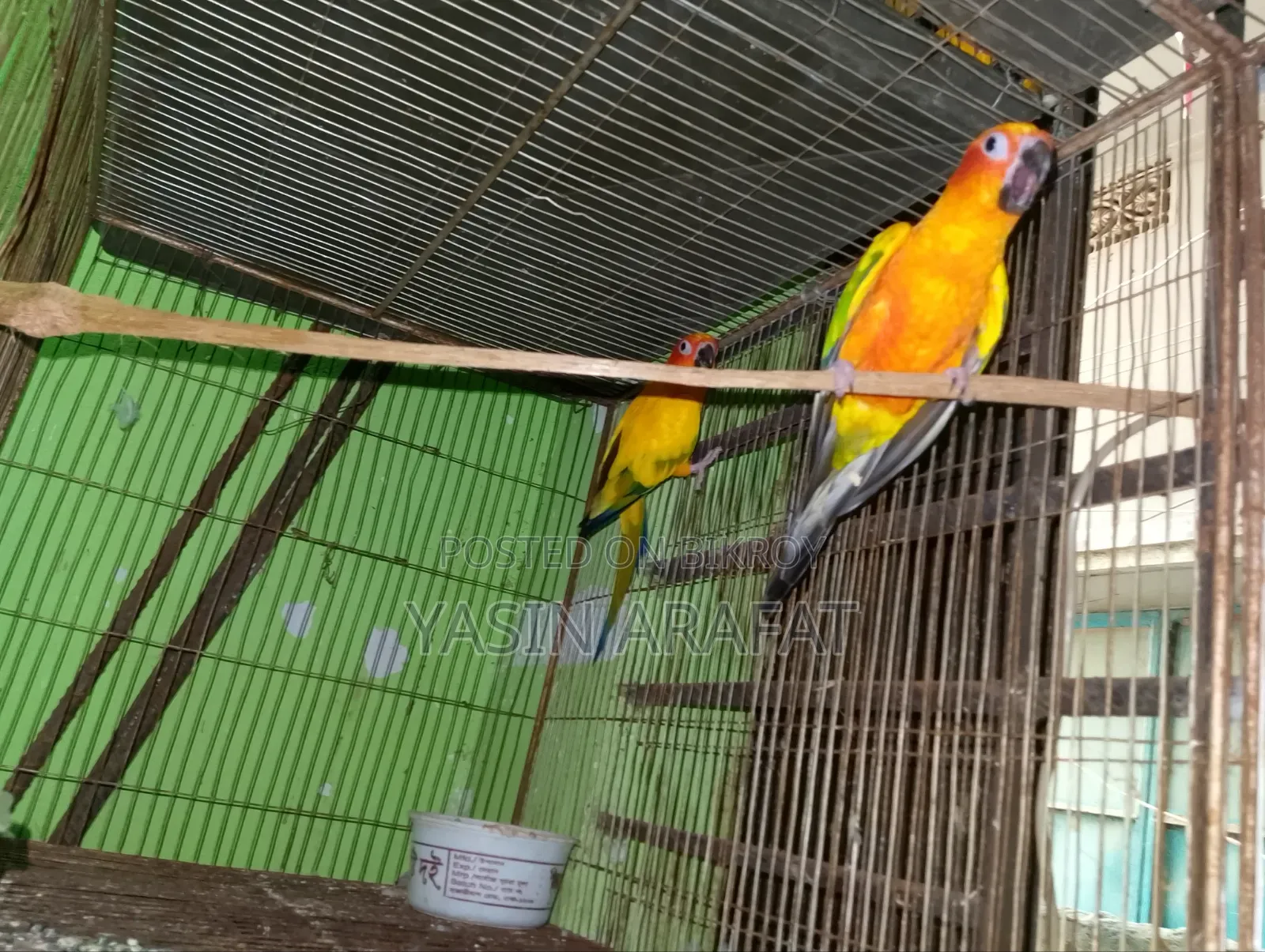 Yellow Dominant Sun Conure Pakhi With DNA Cards