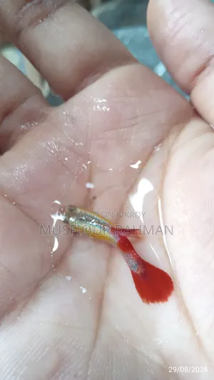 রেড রোজ গাপ্পি
