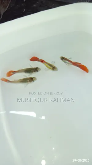 রেড রোজ গাপ্পি